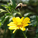 photo of flower and bee