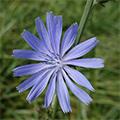 Photo of blue flower