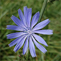 Blue flower photo