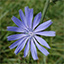 Blue flower photo