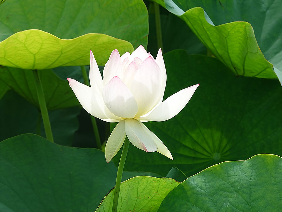 緑の葉を背景にした１つの白い蓮の花