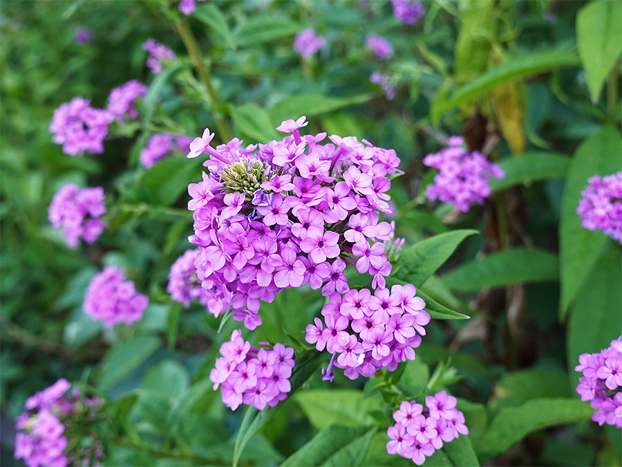 hydrangea