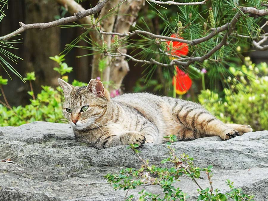 cat in the yard