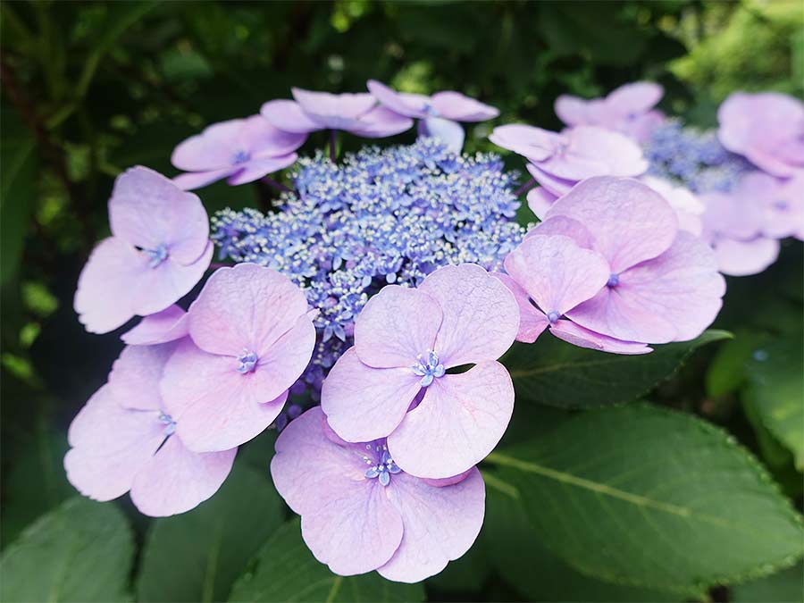 hydrangea