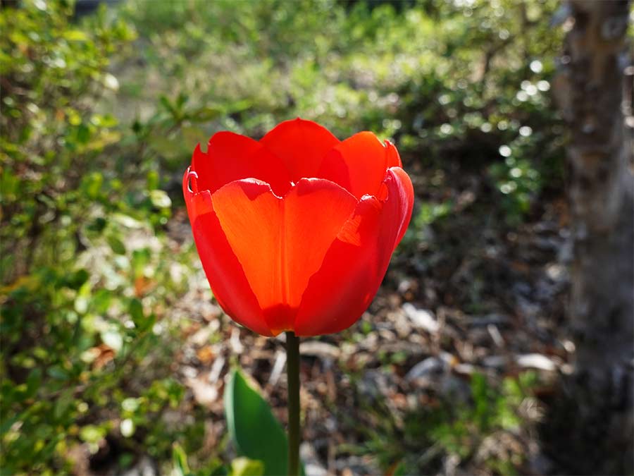 tulip