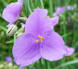 Photo of a flower