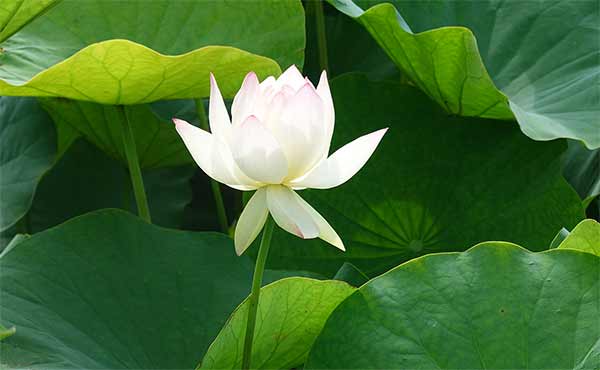 白い蓮の花の画像