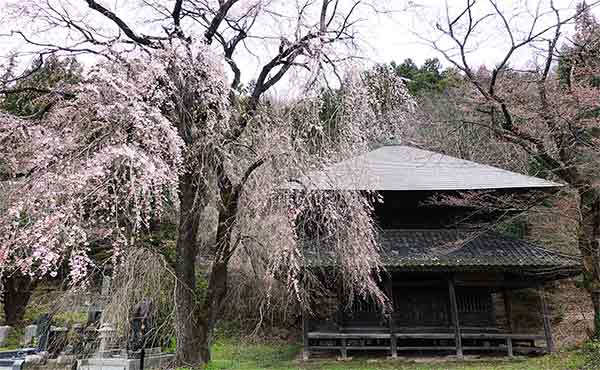 枝垂れ桜と経堂